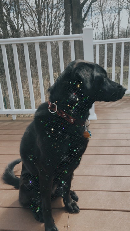 A dog sits on a porch with a glitter effect applied to its fur.