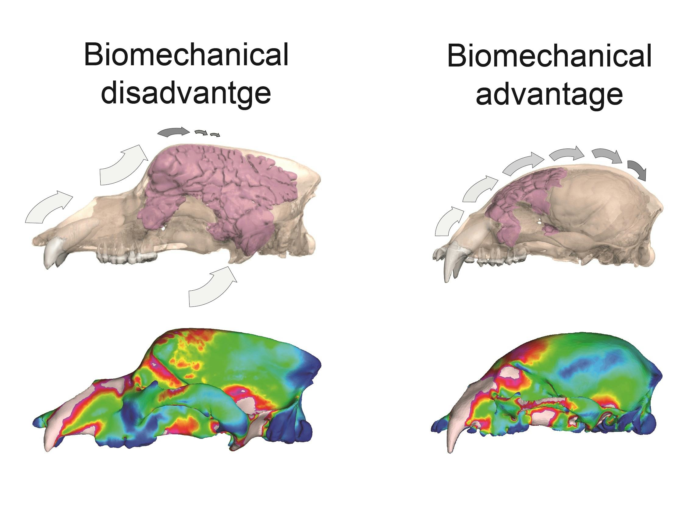 Skull Scans Reveal The Tragic End Of A Prehistoric…