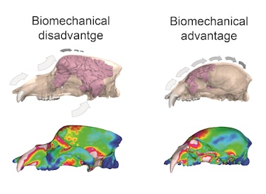 scans showing skull expansion as an advantage and disadvantage for cave bears and sun bears, respect...