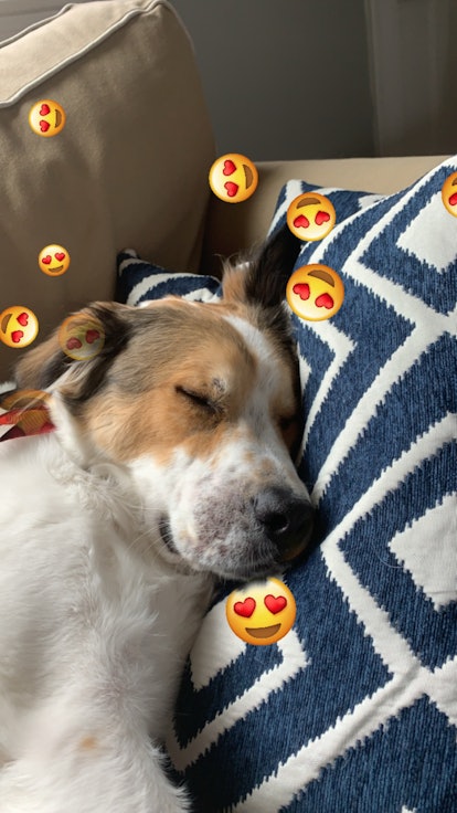 A dog naps while their owner takes a picture of them with an Instagram story filter.