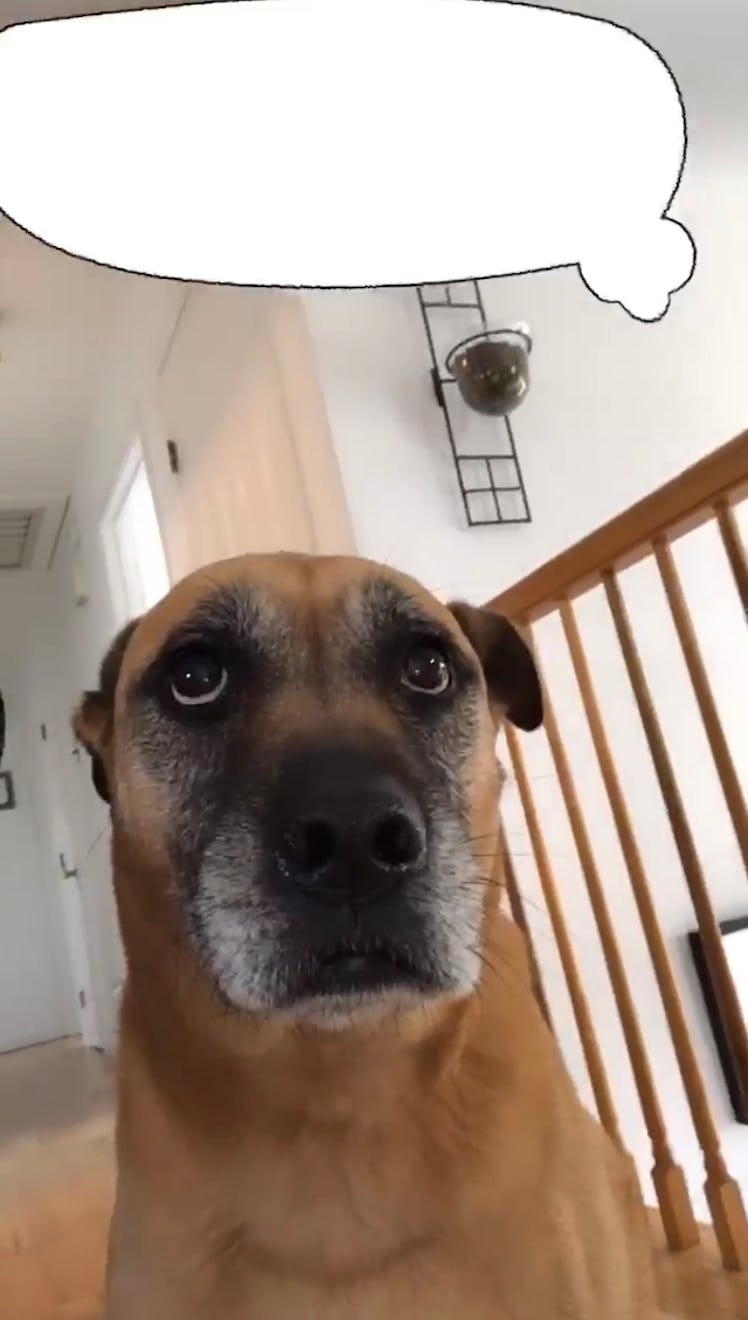 A dog looks up at a thought bubble over its head.