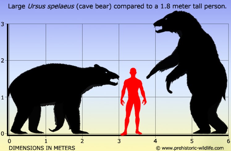 graphic showing size of cave bear compared to human