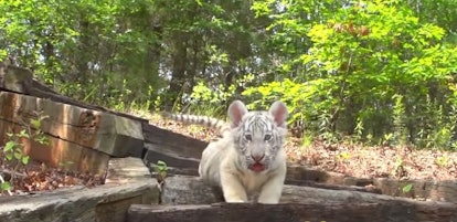 Here are the best 'Tiger King' Zoom backgrounds include the cutest tiger cubs.