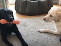 This video of two dogs' "bone competition" is too cute.