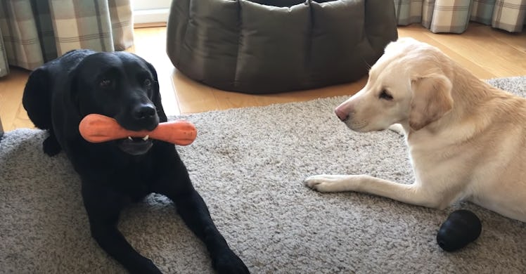 This video of two dogs' "bone competition" is too cute.
