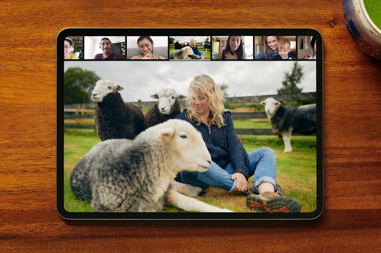 Airbnb’s new online experiences feature includes a meditation with sheep. 