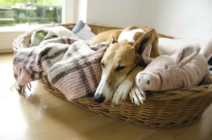 A dog sleeping in basket with blankets and pillows in it during quarantine