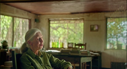 'JANE' explores the fascinating life of Jane Goodall