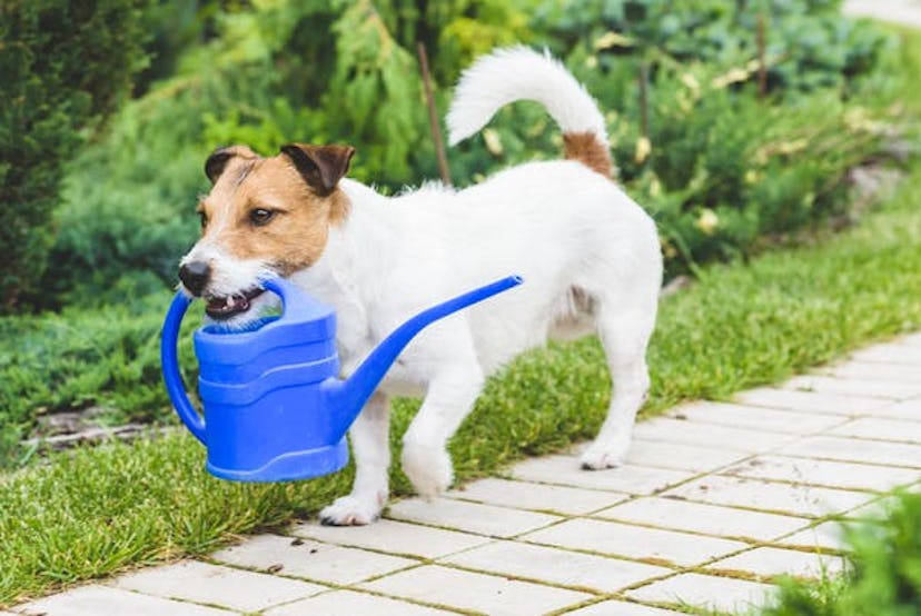 A small dog carrying a blue watering can outside during quarantine 