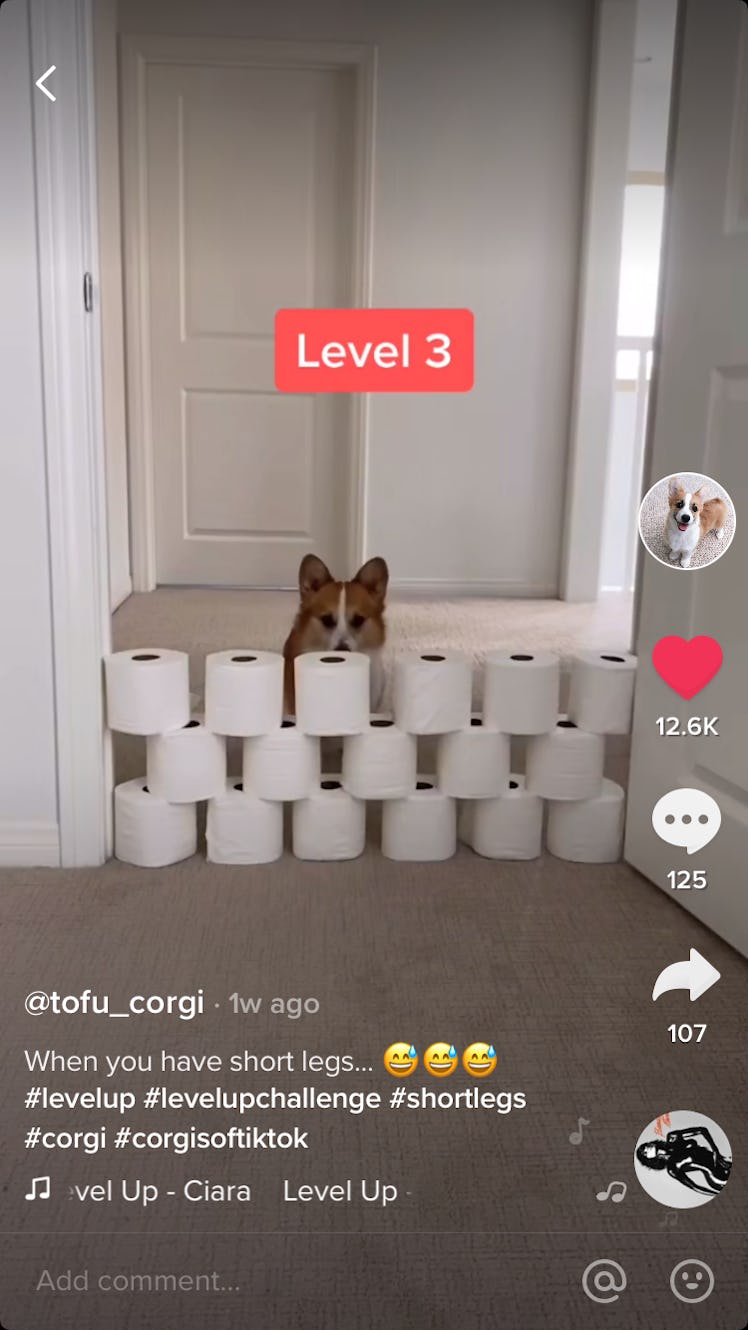 A corgi dog stands behind a wall of toilet paper in a doorway for the #LevelUp TikTok challenge.