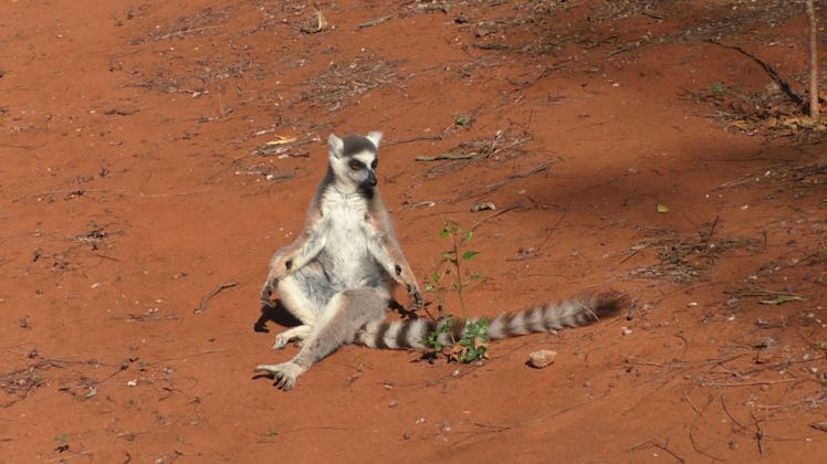 male lemur with clearly visible antebrachial glands on its wrists