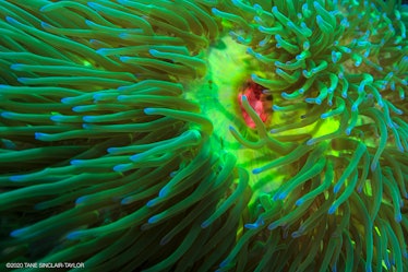 bright green sea anemone with pink mouth