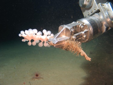 An ROV outfitted for marine samples.