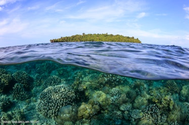 corals growing in shallow waters of Kimbe Bay in Papau New Guinea