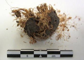 fossilized feces from a human