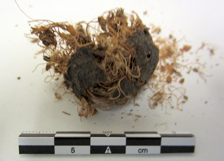 fossilized feces from a human