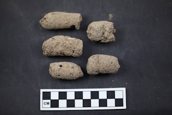 Coprolites from a dog, discovered in China's Anhui Province.