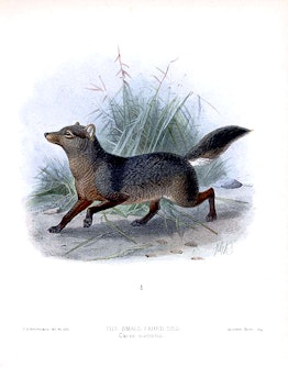 drawing of a short-eared dog in the Amazon