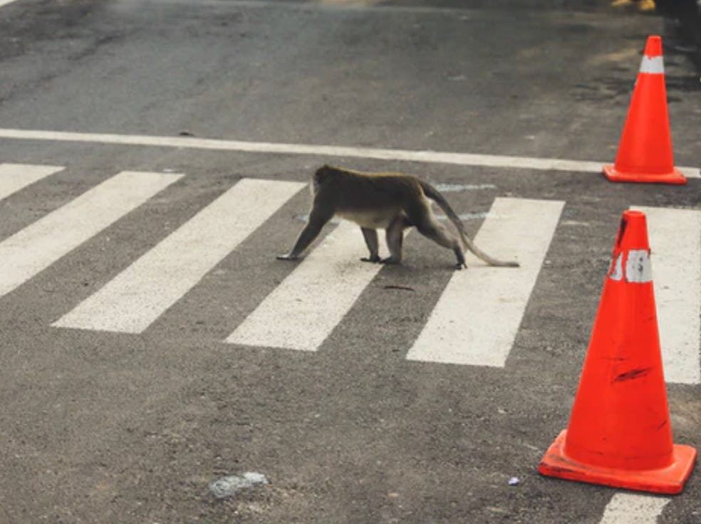 Photos showing animals in cities prove that nature always wins