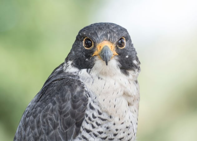A hawk.