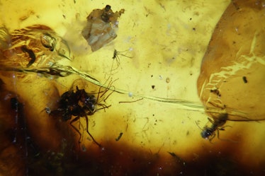 two mating flies and a biting midge preserved in amber