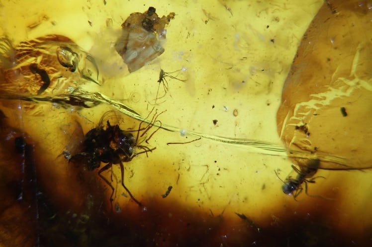 two mating flies and a biting midge preserved in amber