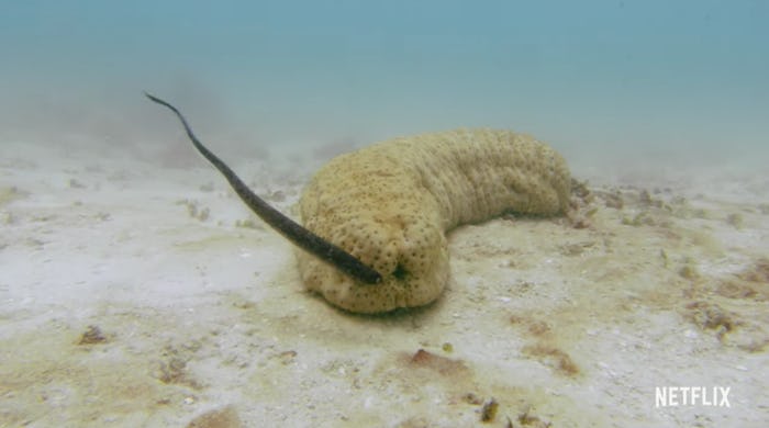 'Absurd Planet,' an upcoming nature documentary expected to start streaming on Netflix on Wednesday,...