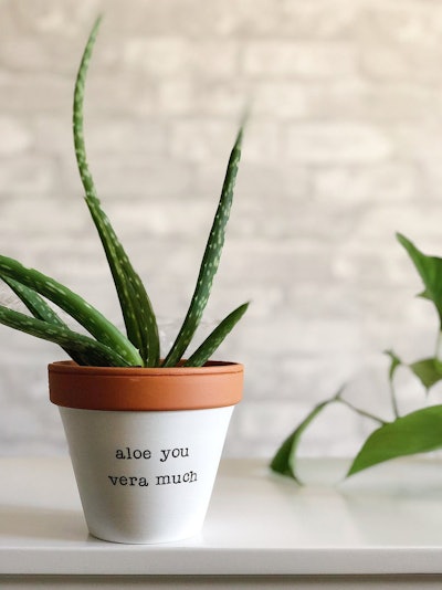 'Aloe You Very Much' planter