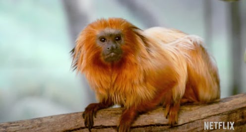 a monkey in Absurd Planet