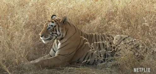 A tiger on Absurd Planet