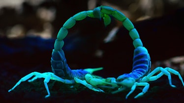 neon scorpions battling at night