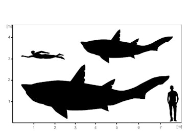 chart showing size of ptychodontid compared against human