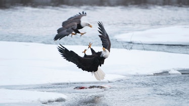 eagles fighting above ice in Alaska