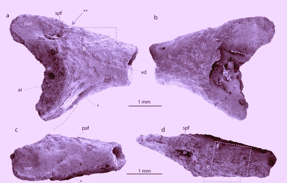 Explorers in Antarctica find the fossils of a "totally unexpected" animal