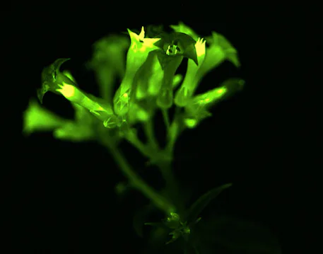 glowing tobacco plant Scientists hack bioluminescence to create glowing houseplants