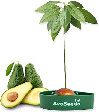 AvoSeedo Tree Kit
