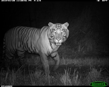 adult male tiger in Nepal's Chitwan National Park