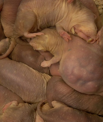 pile of naked mole-rats
