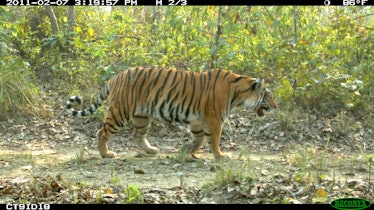 adult tiger walking along a dirt road in Nepal's Chitwan National Park