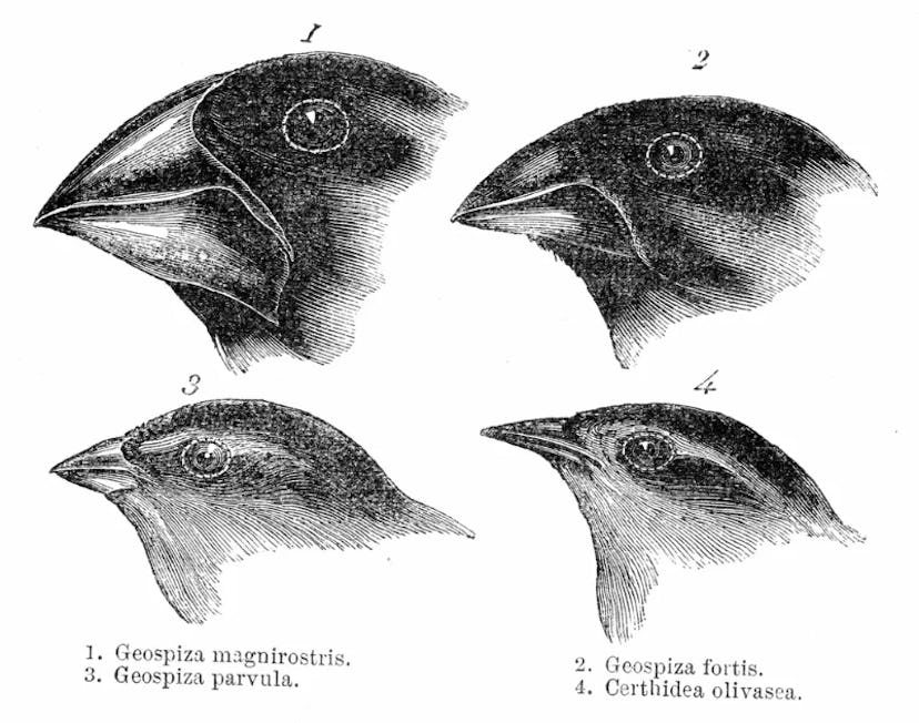 Darwin recognized that finches with beaks adapted to the specific food sources present on an island ...