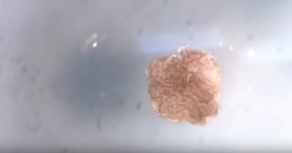 Scientists have created a new type of robot that is literally alive