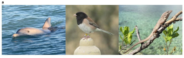 A bottlenose dolphin, a junco, and an anole in a three-part collage