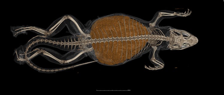 CT scan of lizard with large fecal bolus