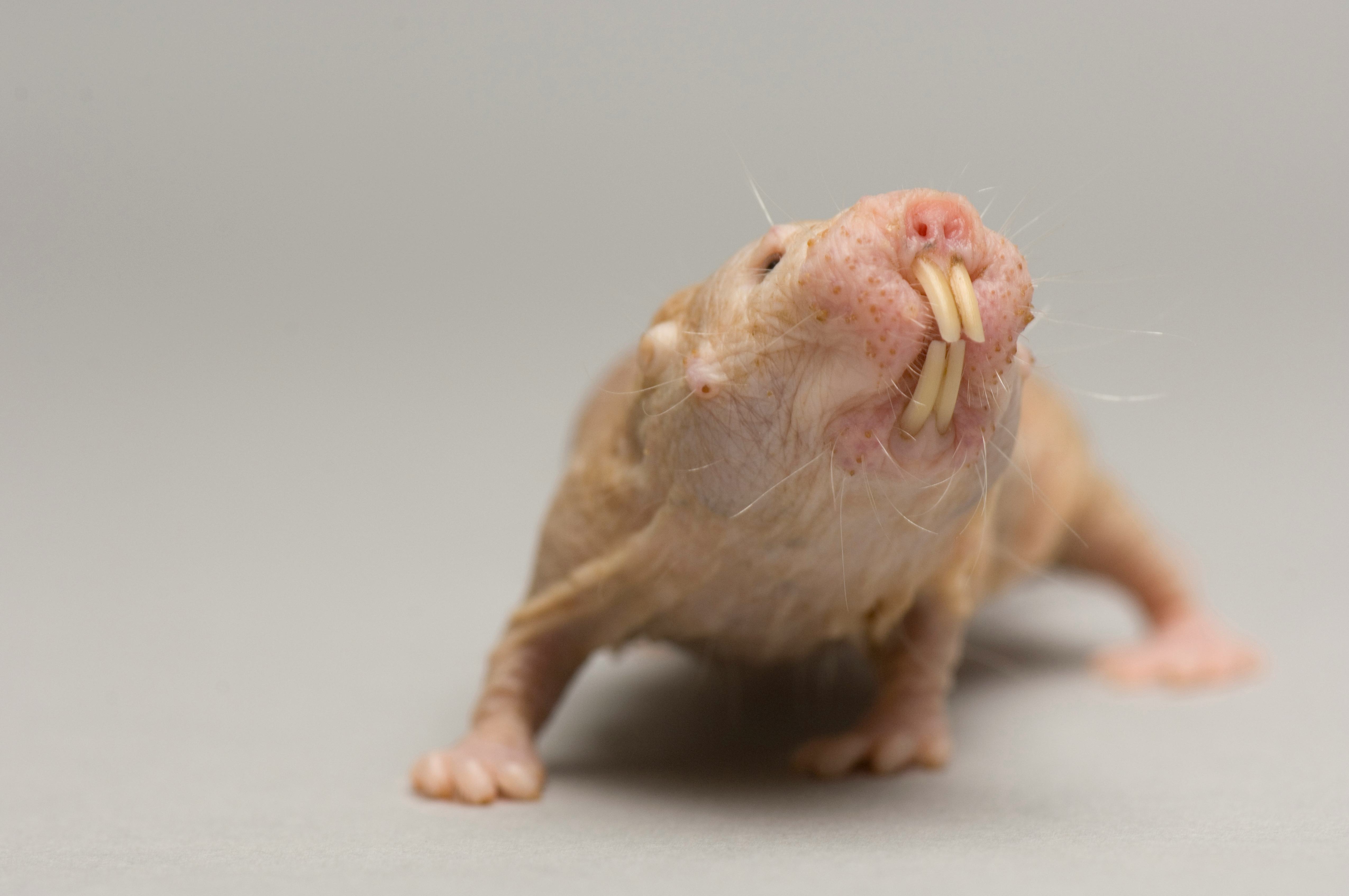 Naked molerat study reveals an astonishingly humanlike trait