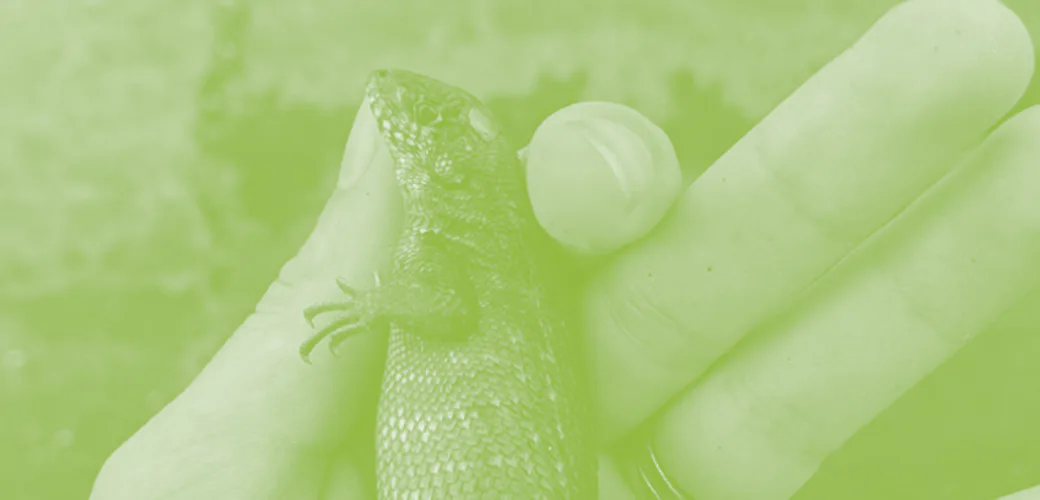 Deceptively chonky lizard breaks an unfortunate, strange record