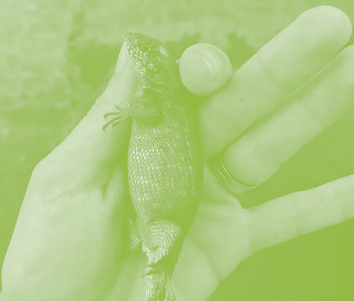 Deceptively chonky lizard breaks an unfortunate, strange record