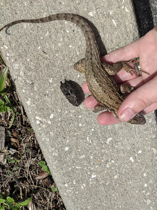 Chocking Lizard Deceptively chonky lizard breaks an unfortunate, strange record