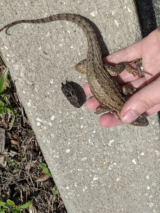 curly-tailed lizard next to its large bowel movement