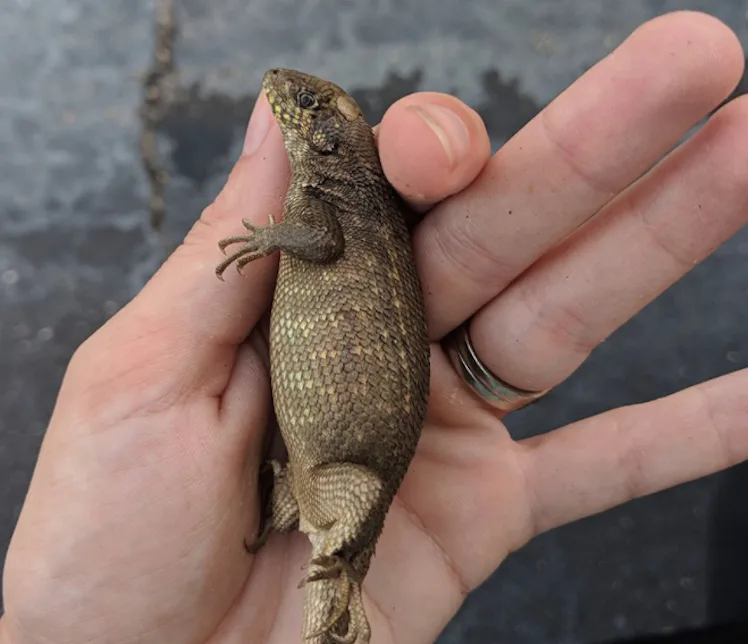 Chocking Lizard Deceptively chonky lizard breaks an unfortunate, strange record