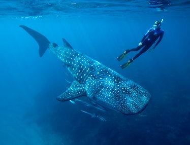 Whale shark underwater that survived the Cold War